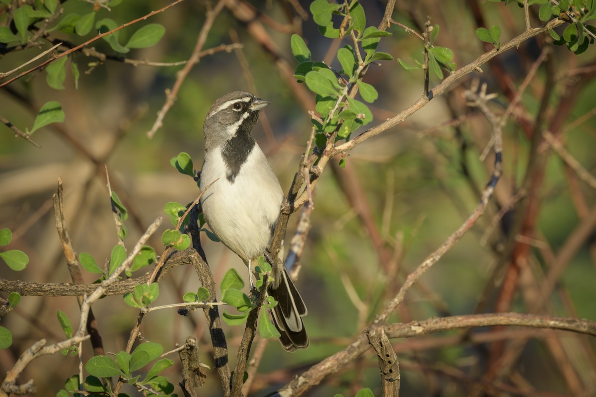 Black-throated Sparrow - ML642729138