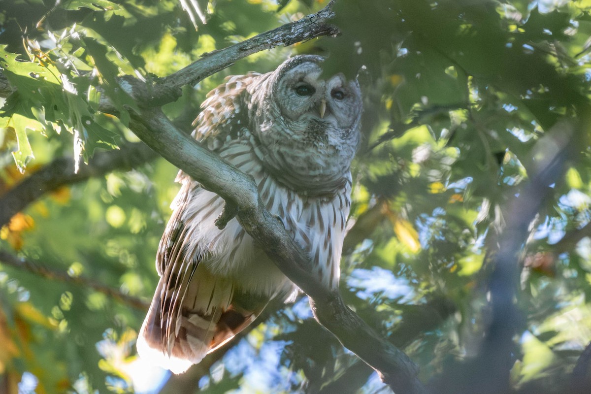 Barred Owl - ML642729140