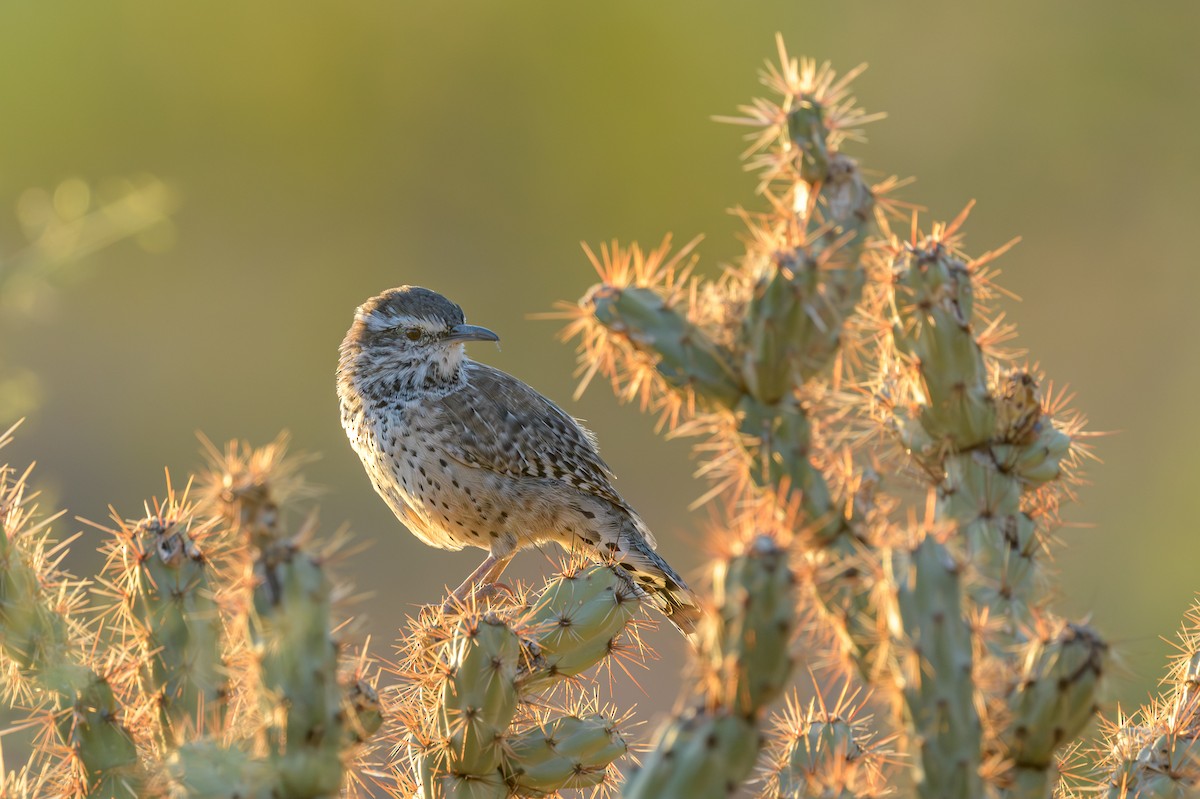 Cactus Wren - ML642729143