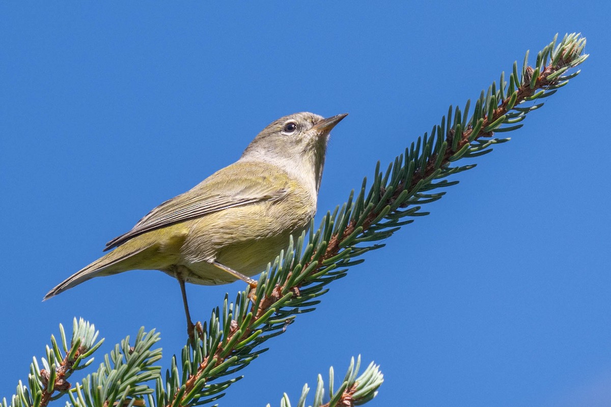 Orange-crowned Warbler - ML642729144