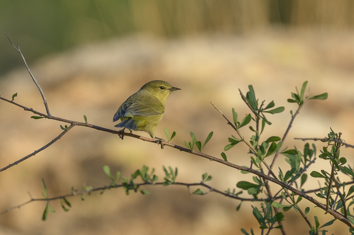 Orange-crowned Warbler - ML642729146