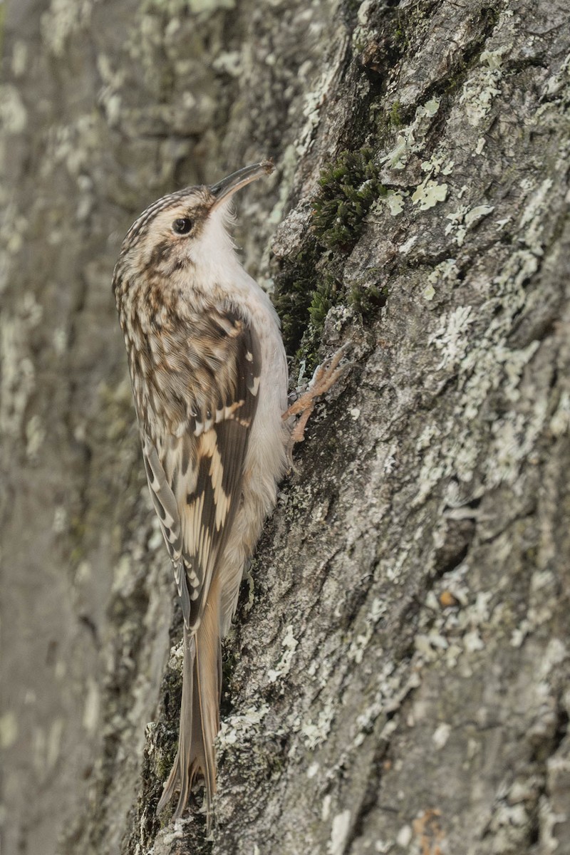 Brown Creeper - ML642729149