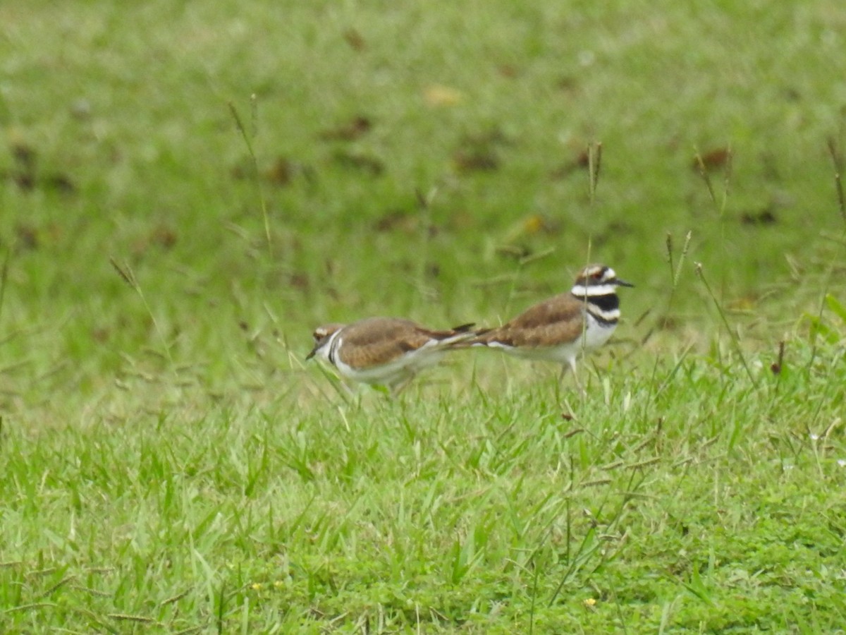 Killdeer - ML642729151
