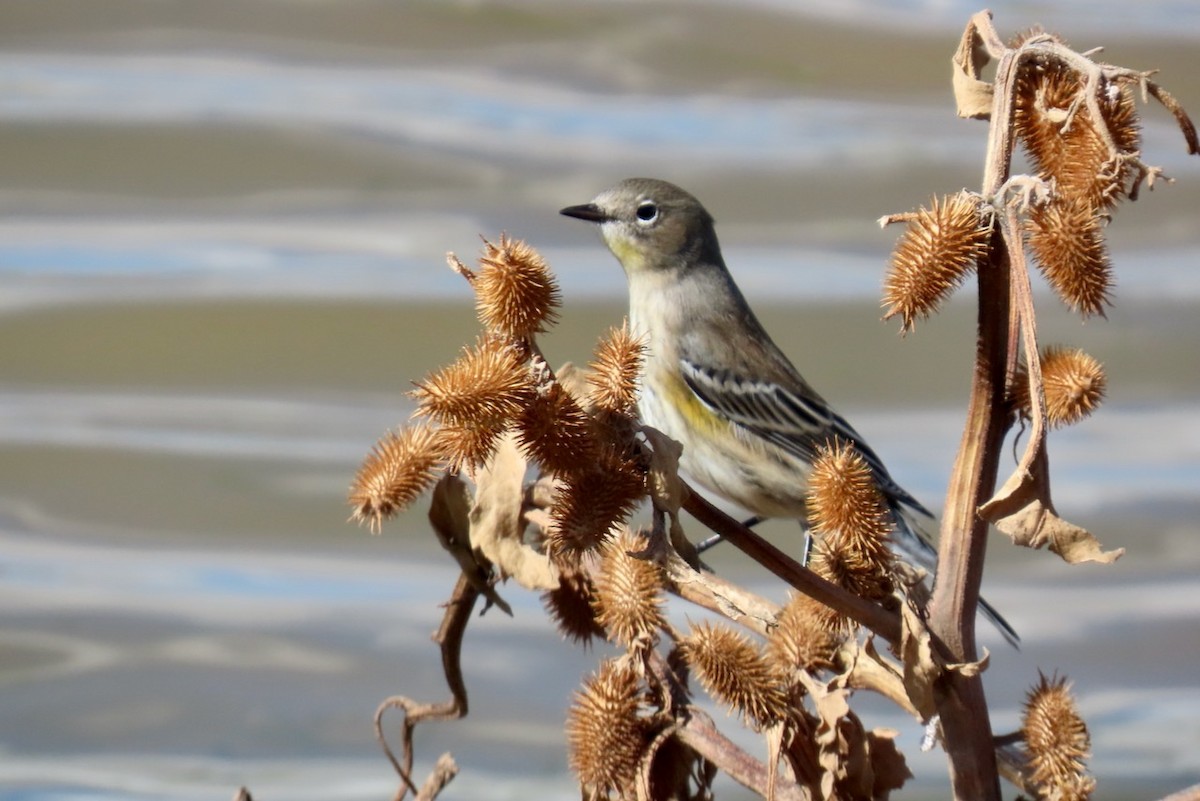 Yellow-rumped Warbler - ML642729152