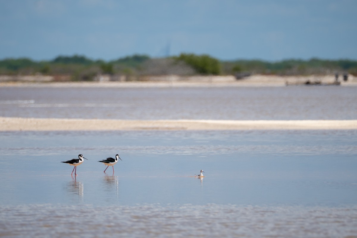 Wilson's Phalarope - ML642729160