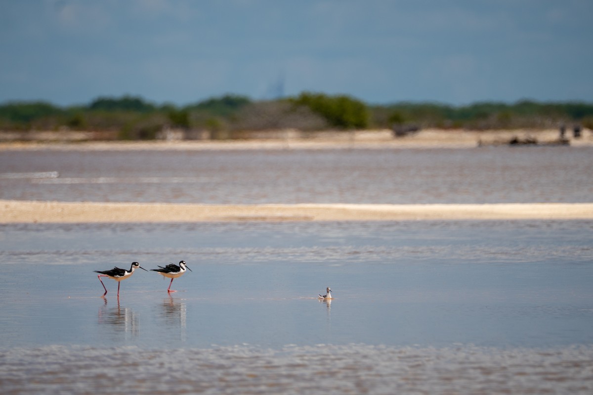 Wilson's Phalarope - ML642729161