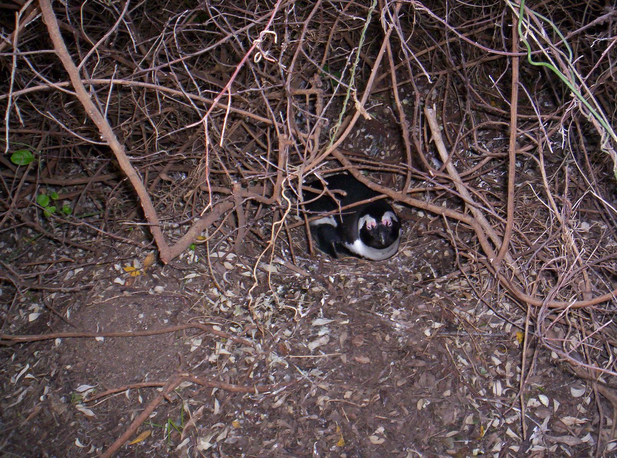 African Penguin - ML642729166