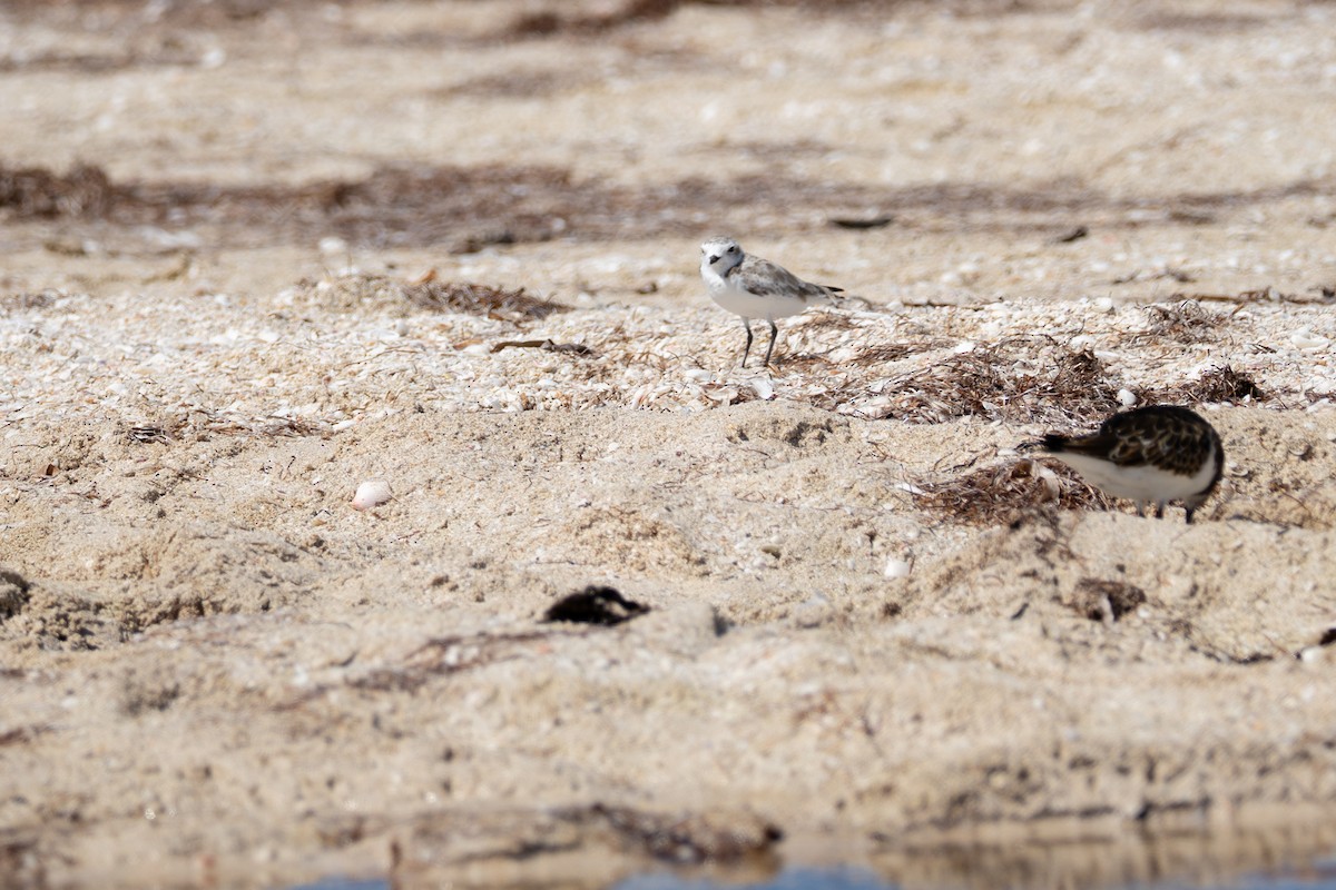 Snowy Plover - ML642729186