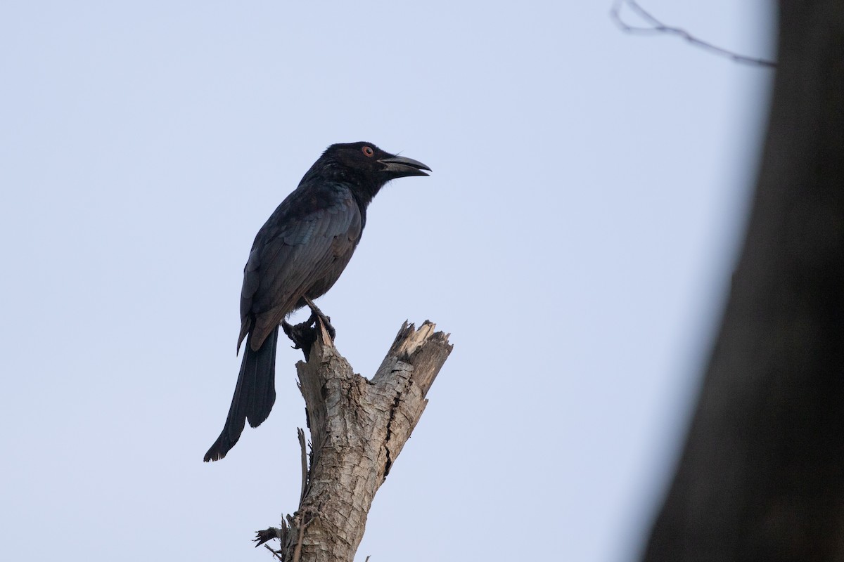 Spangled Drongo - ML642729192