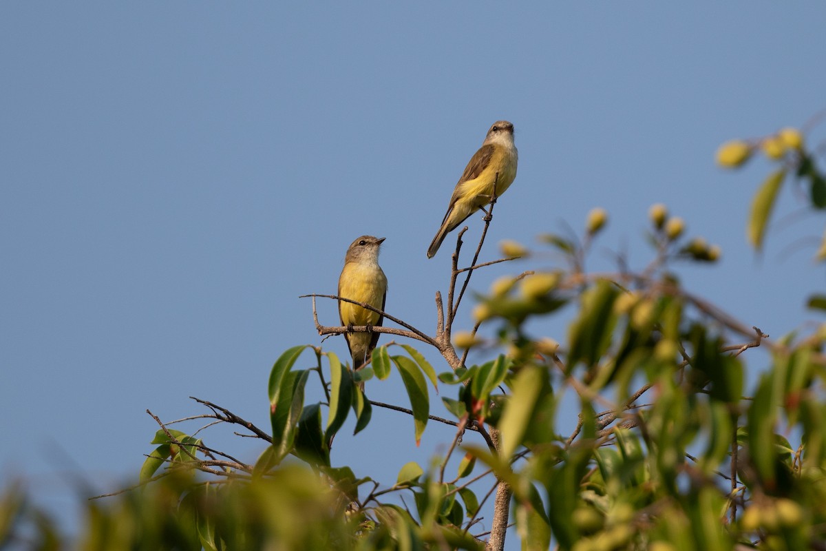 Lemon-bellied Flyrobin - ML642729194