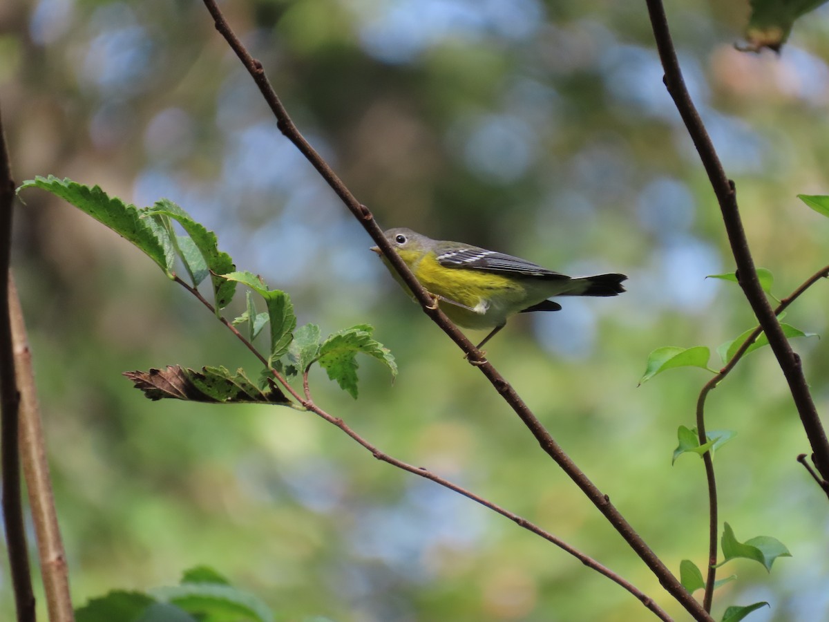 Magnolia Warbler - ML642729196
