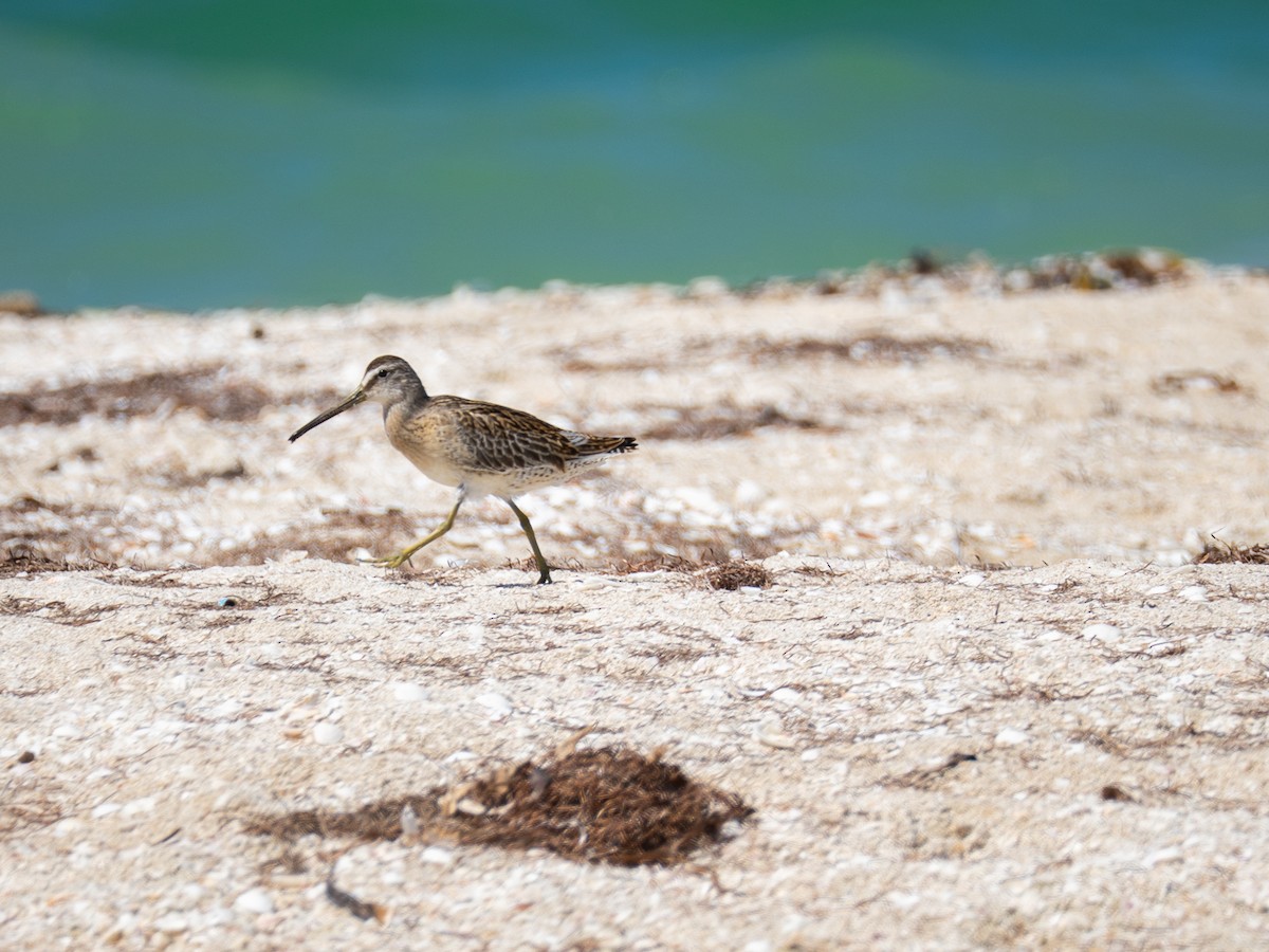 Short-billed Dowitcher - ML642729206