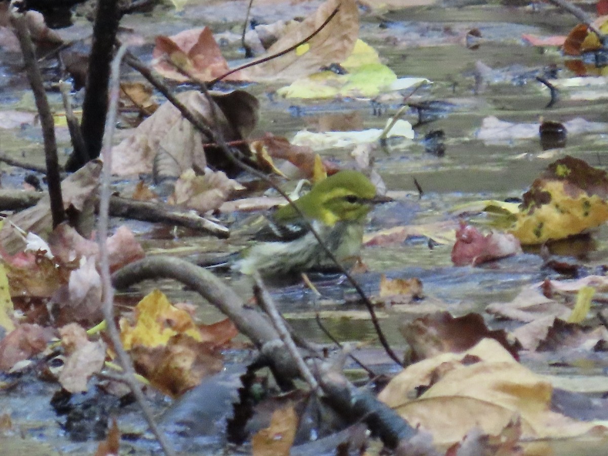 Black-throated Green Warbler - ML642729207