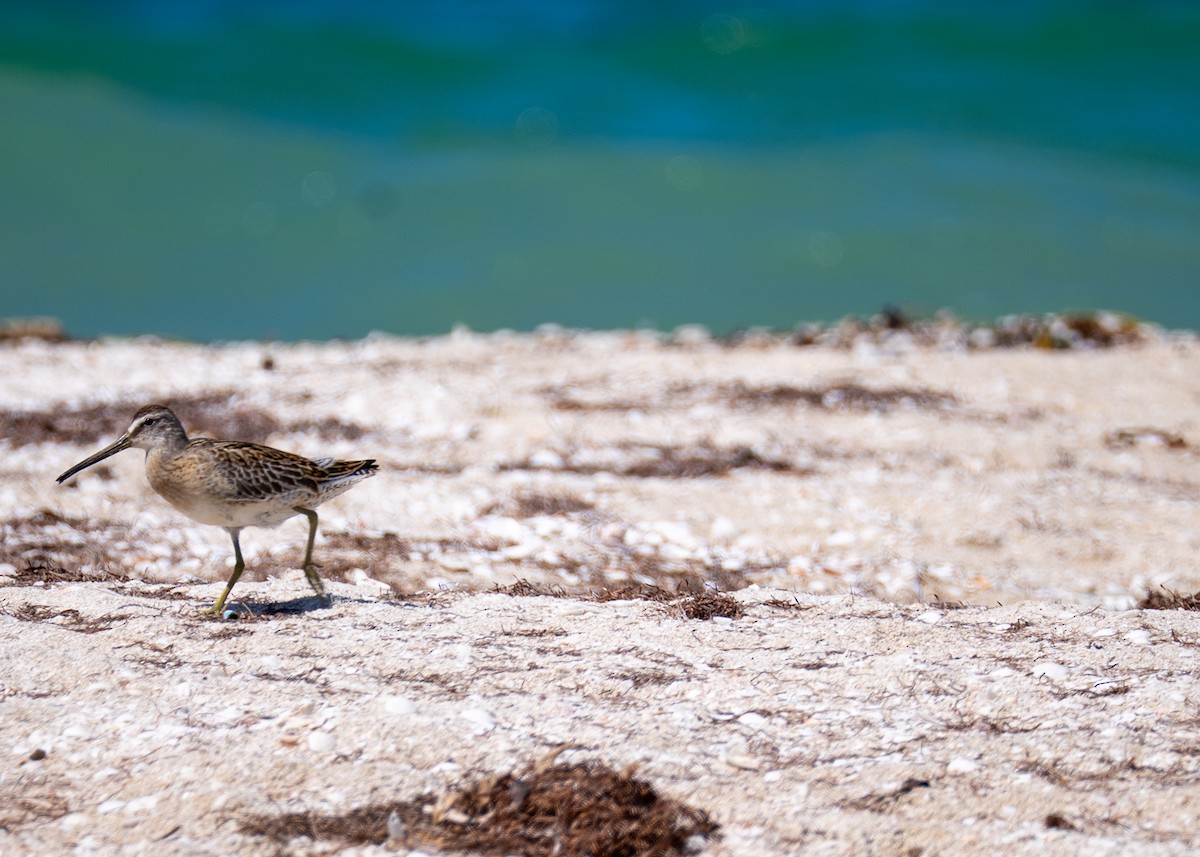 Short-billed Dowitcher - ML642729208