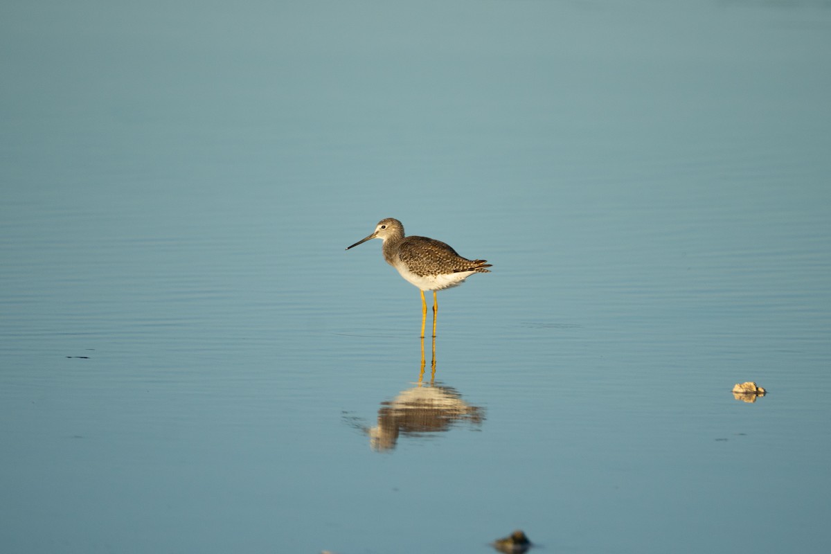 Lesser Yellowlegs - ML642729227