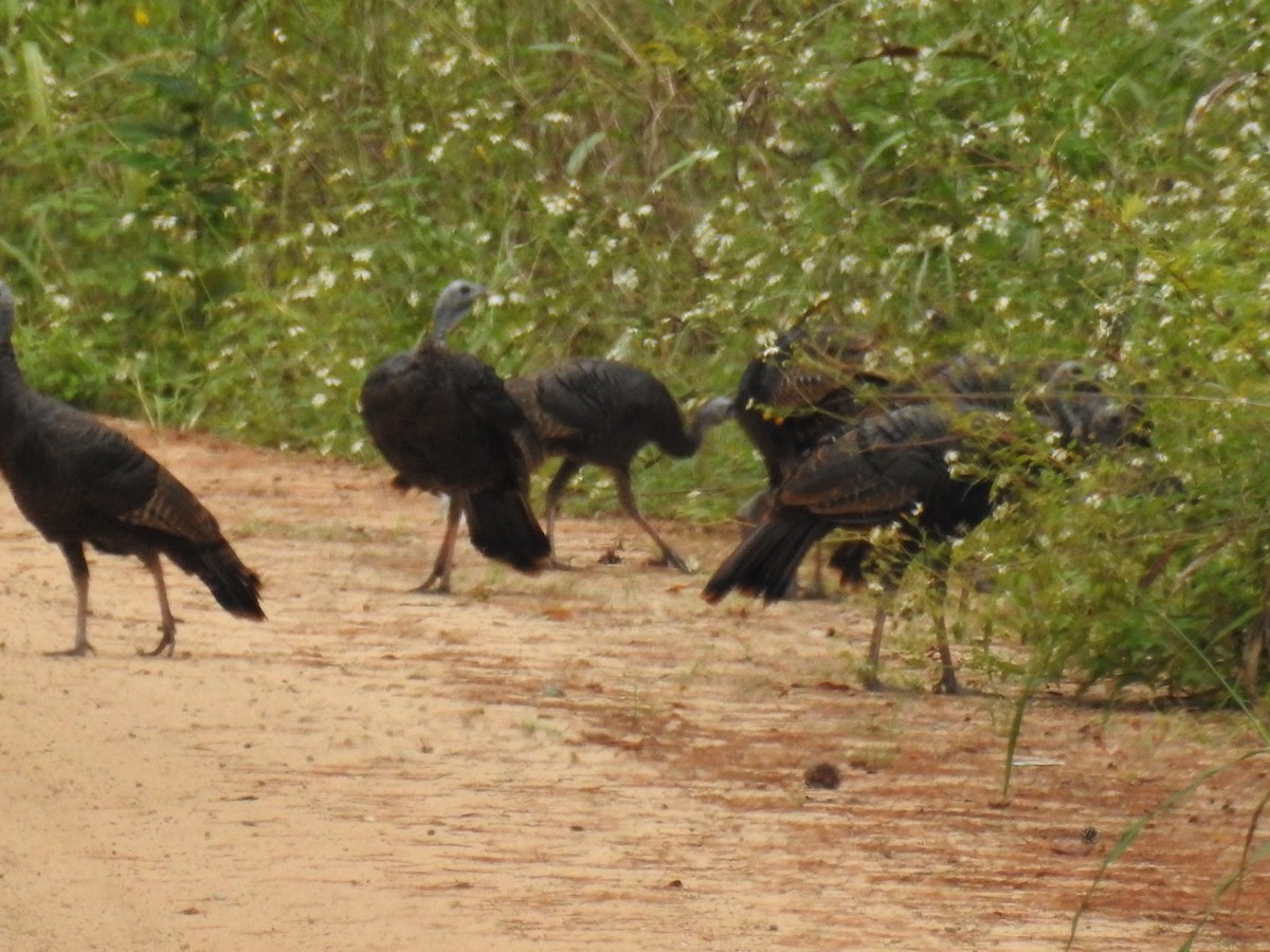 Wild Turkey - ML642729230