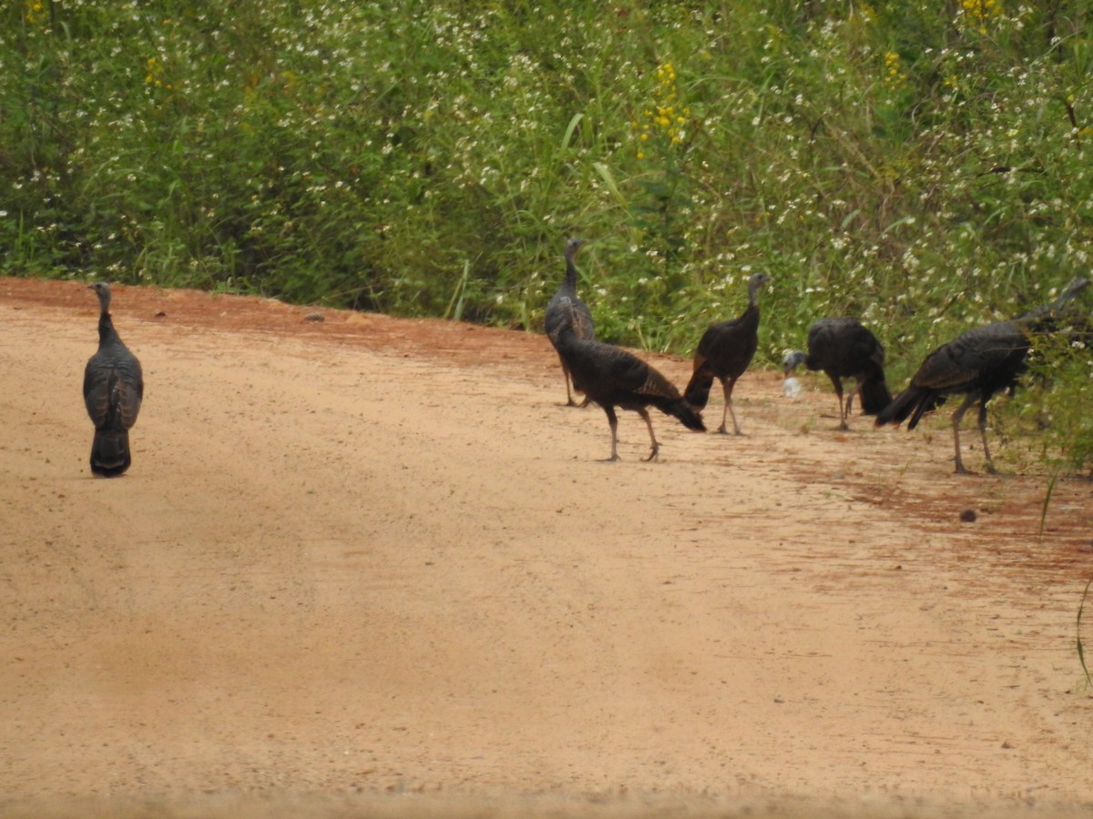 Wild Turkey - ML642729231