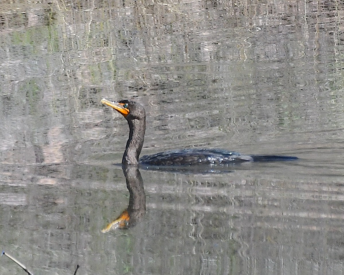 Double-crested Cormorant - ML642729234