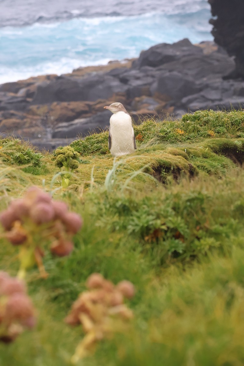 Yellow-eyed Penguin - ML642729256