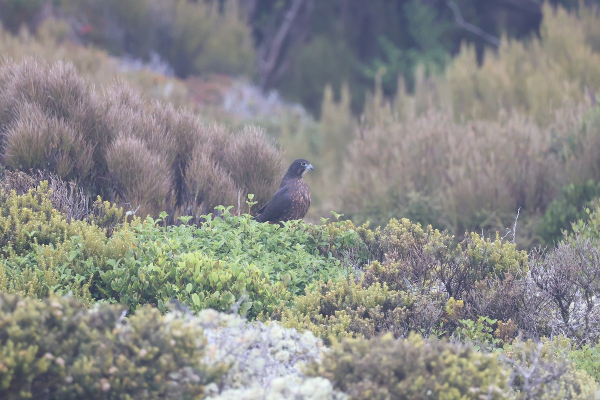 maorifalk - ML642729260