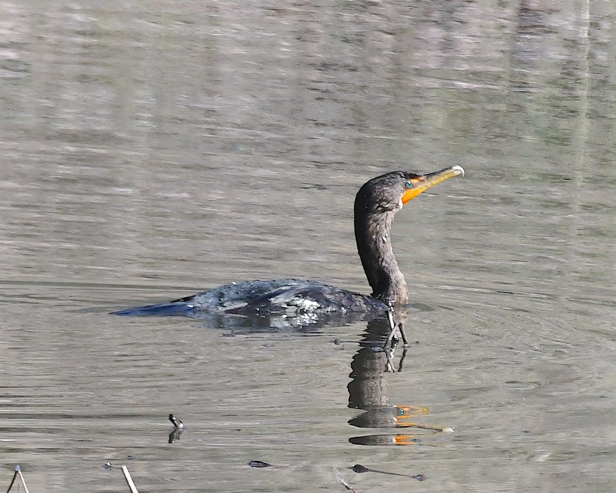 Double-crested Cormorant - ML642729263