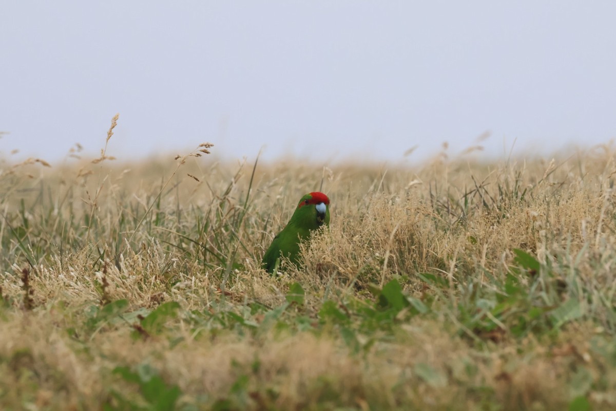 Red-crowned Parakeet - ML642729264