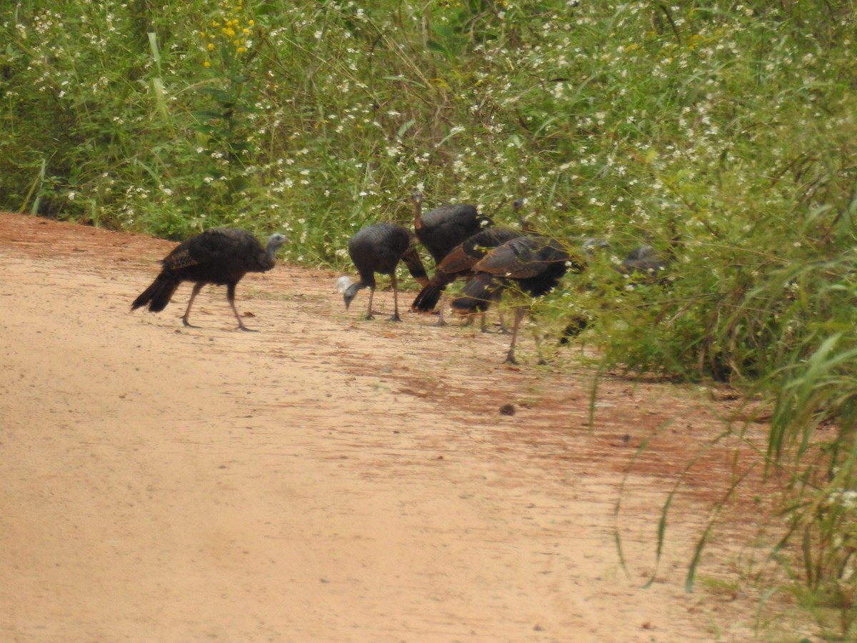 Wild Turkey - ML642729283