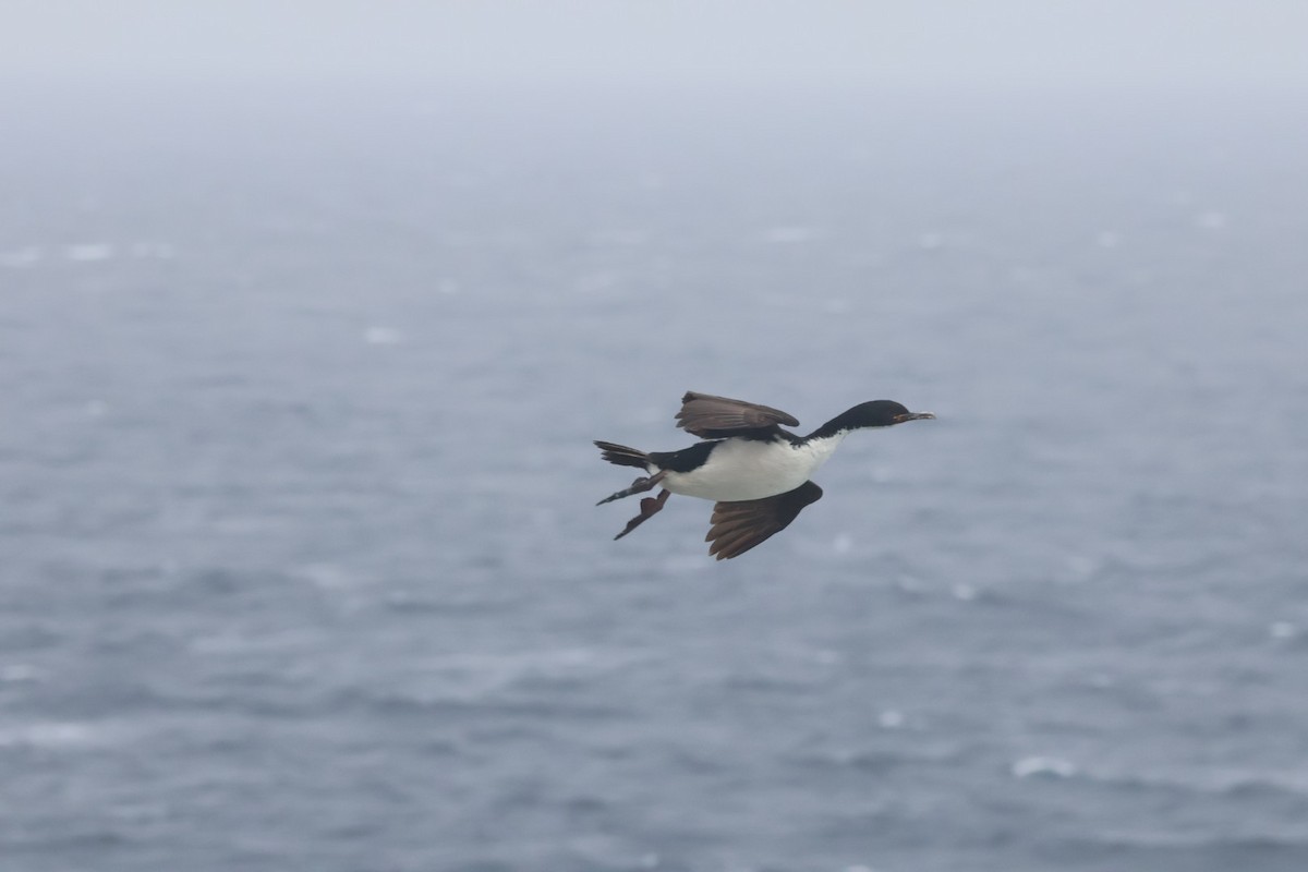 Auckland Islands Shag - ML642729288