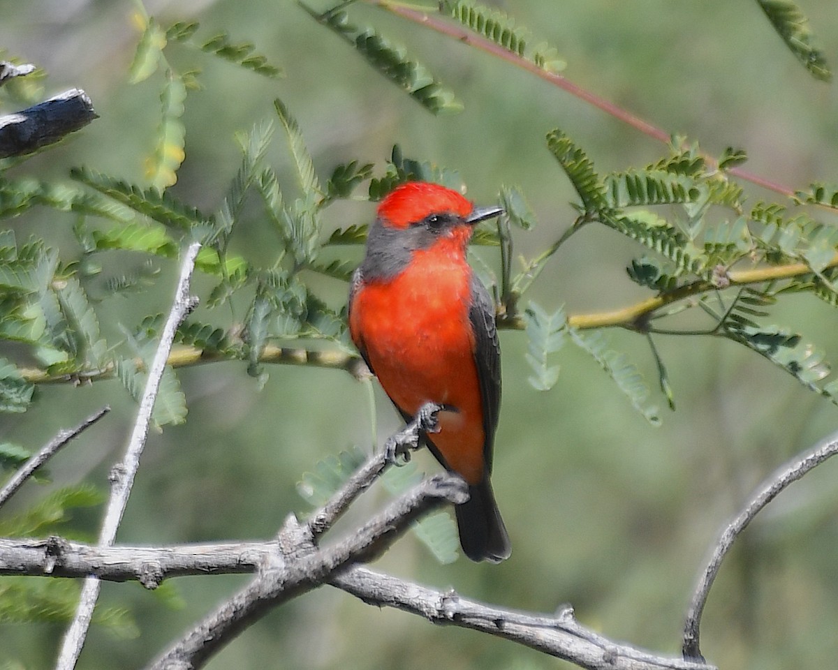 Vermilion Flycatcher - ML642729292