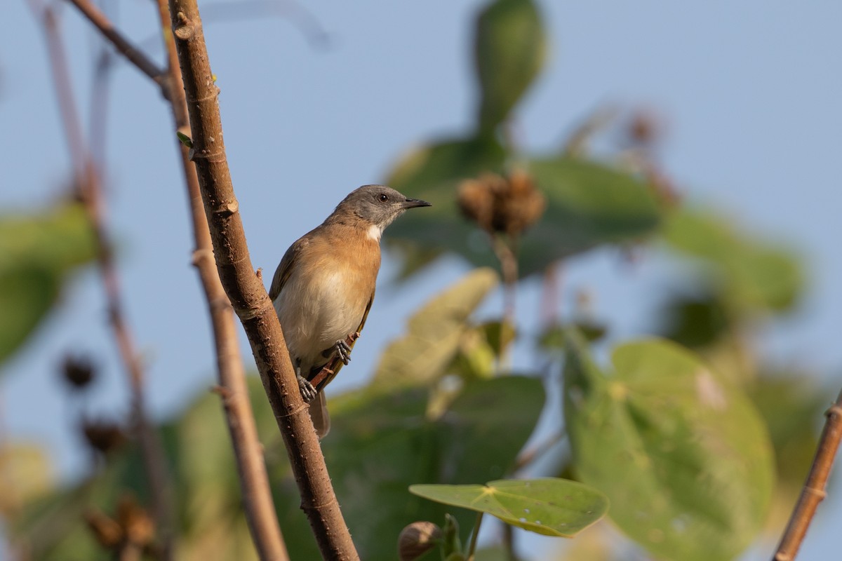 Rufous-banded Honeyeater - ML642729299