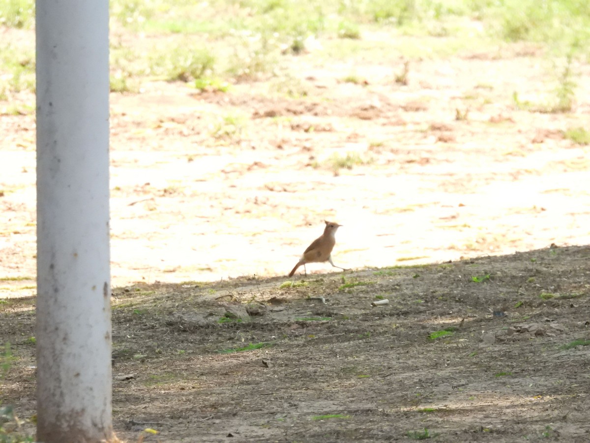 Crested Hornero - ML642729300