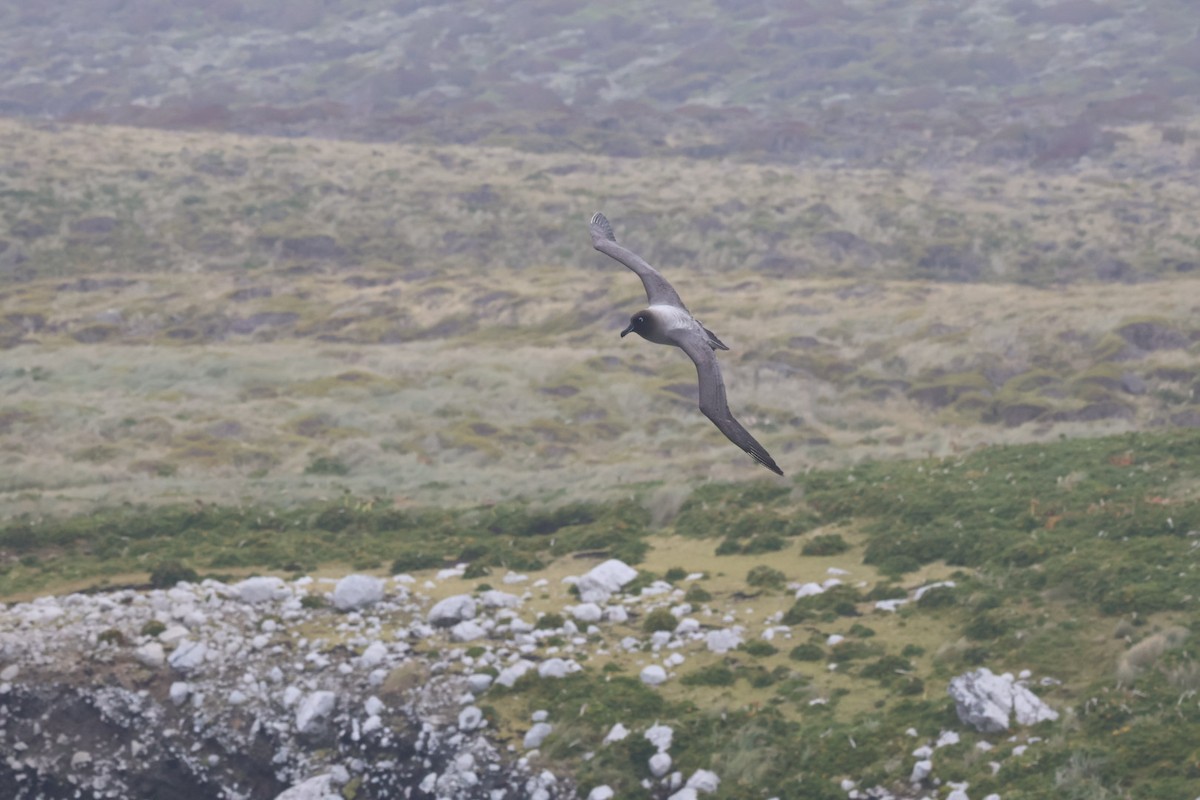 Light-mantled Albatross - ML642729301