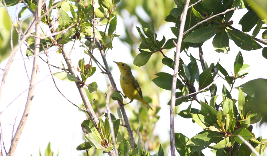 Yellow Warbler (Golden) - ML642729302