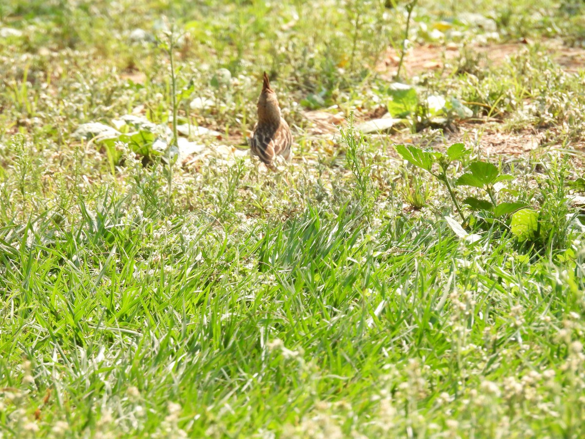 Lark-like Brushrunner - ML642729304