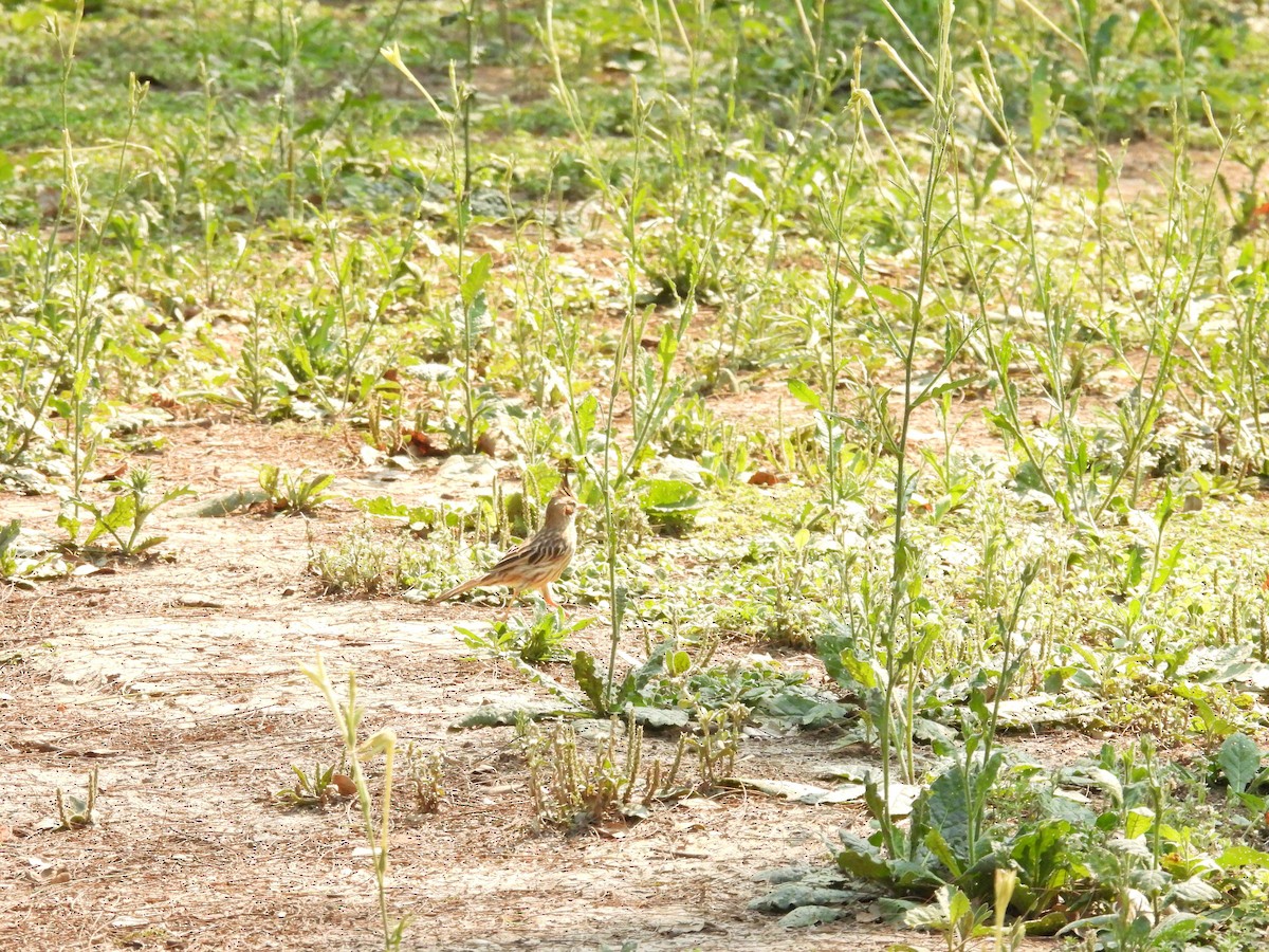 Lark-like Brushrunner - ML642729305