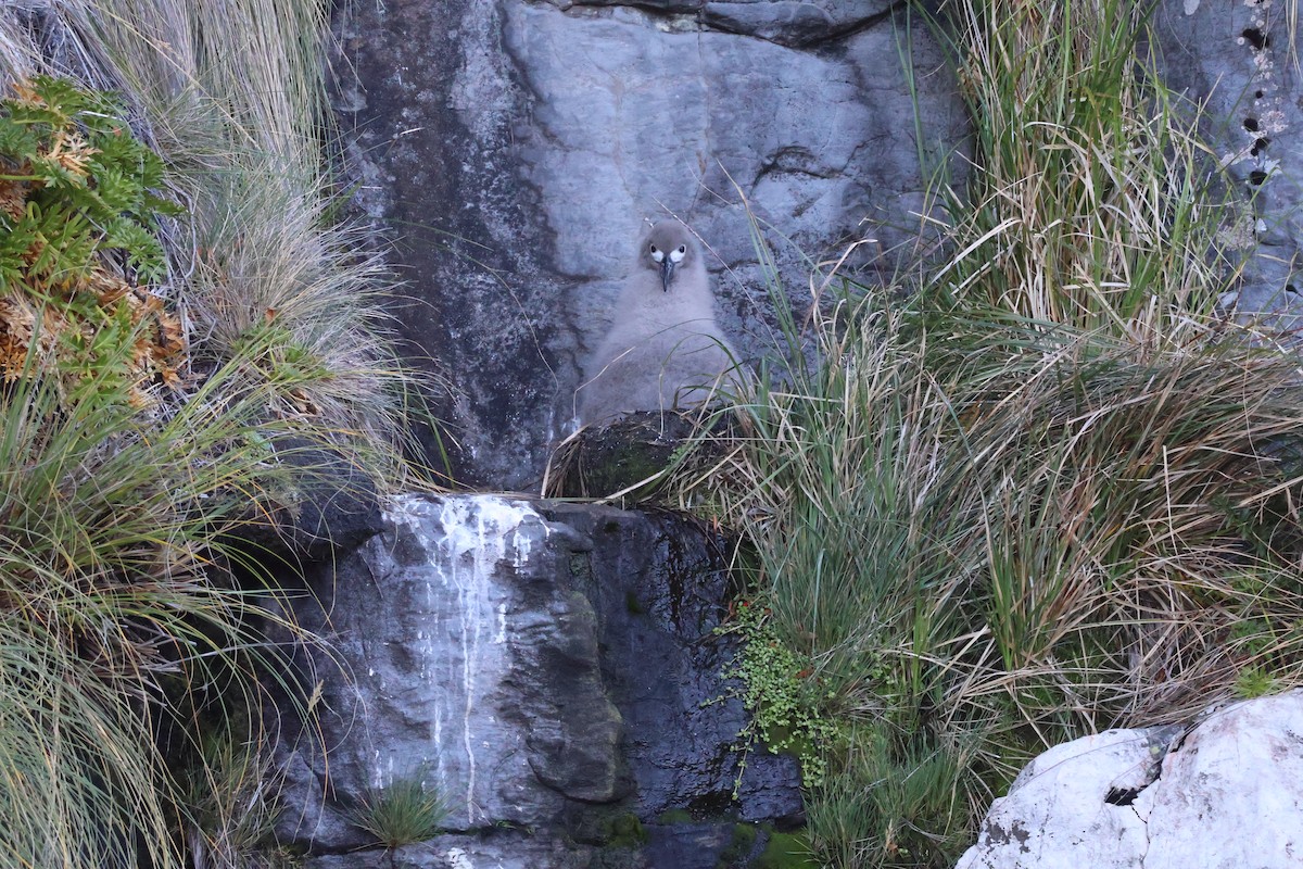Light-mantled Albatross - ML642729310