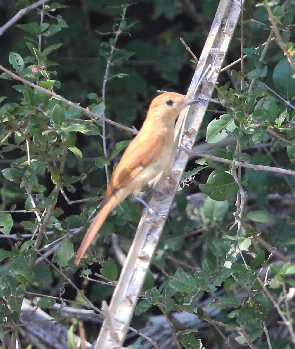 Rufous Casiornis - ML642729317