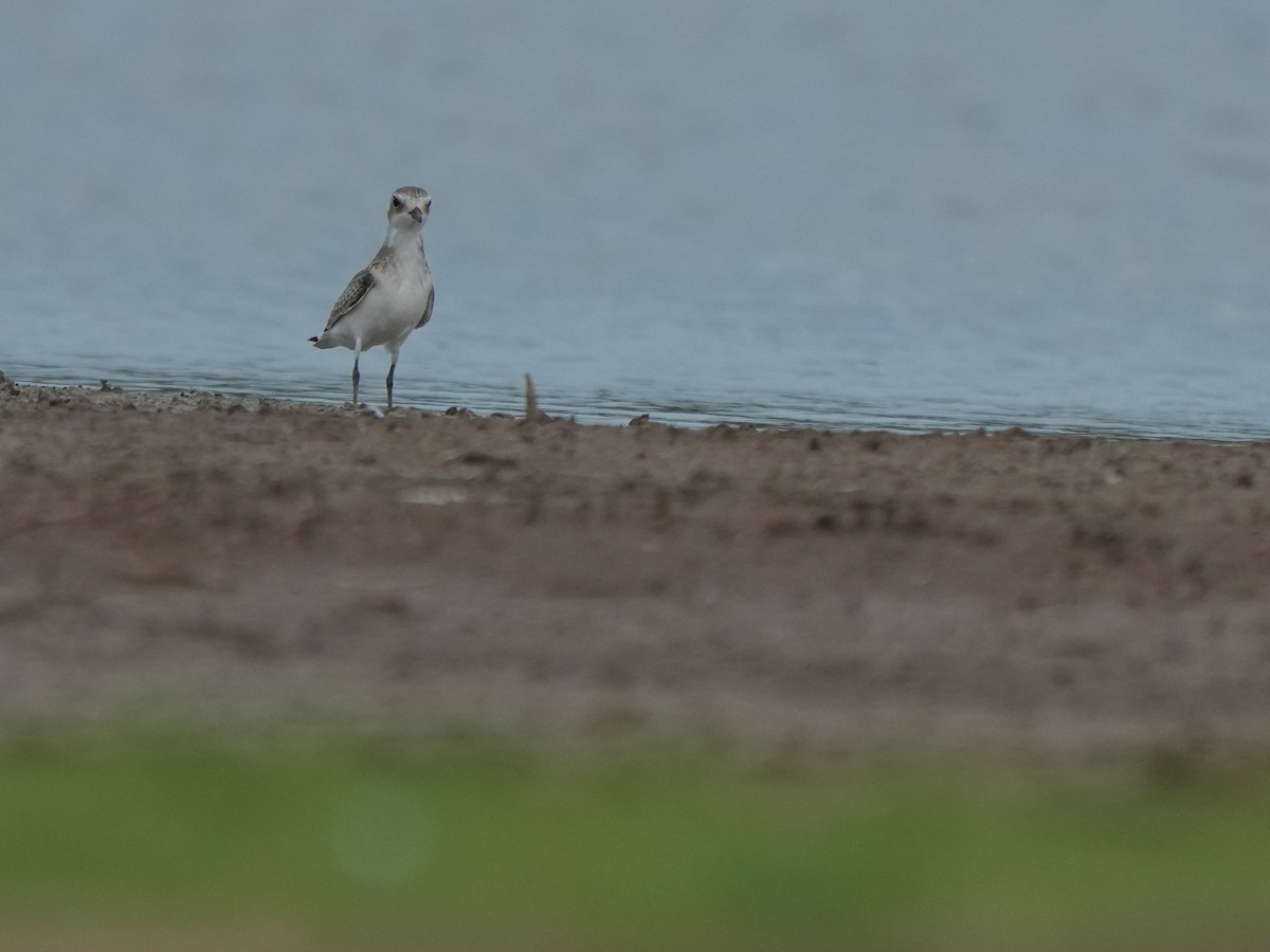 Tibetan Sand-Plover - ML642729318