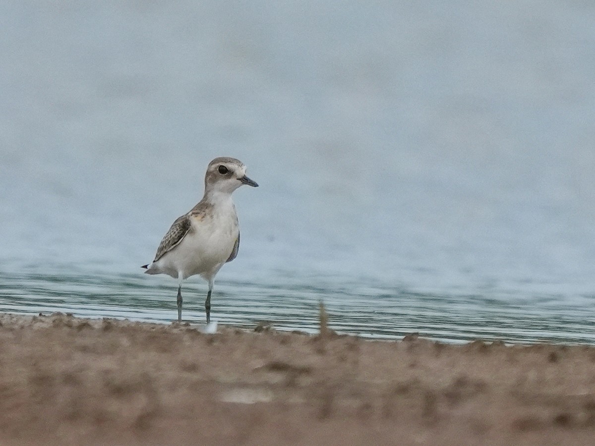 Tibetan Sand-Plover - ML642729319