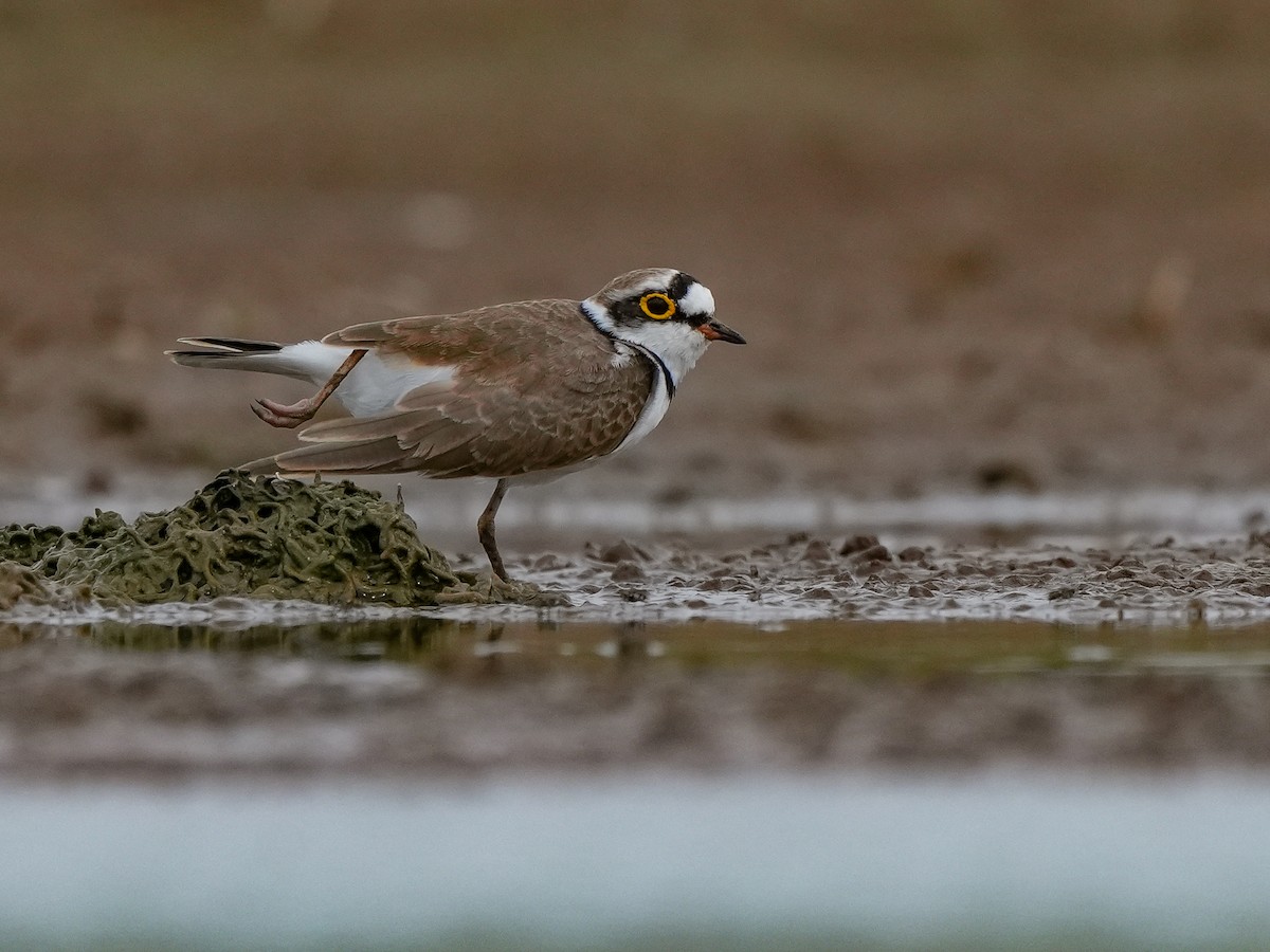 Little Ringed Plover - ML642729341