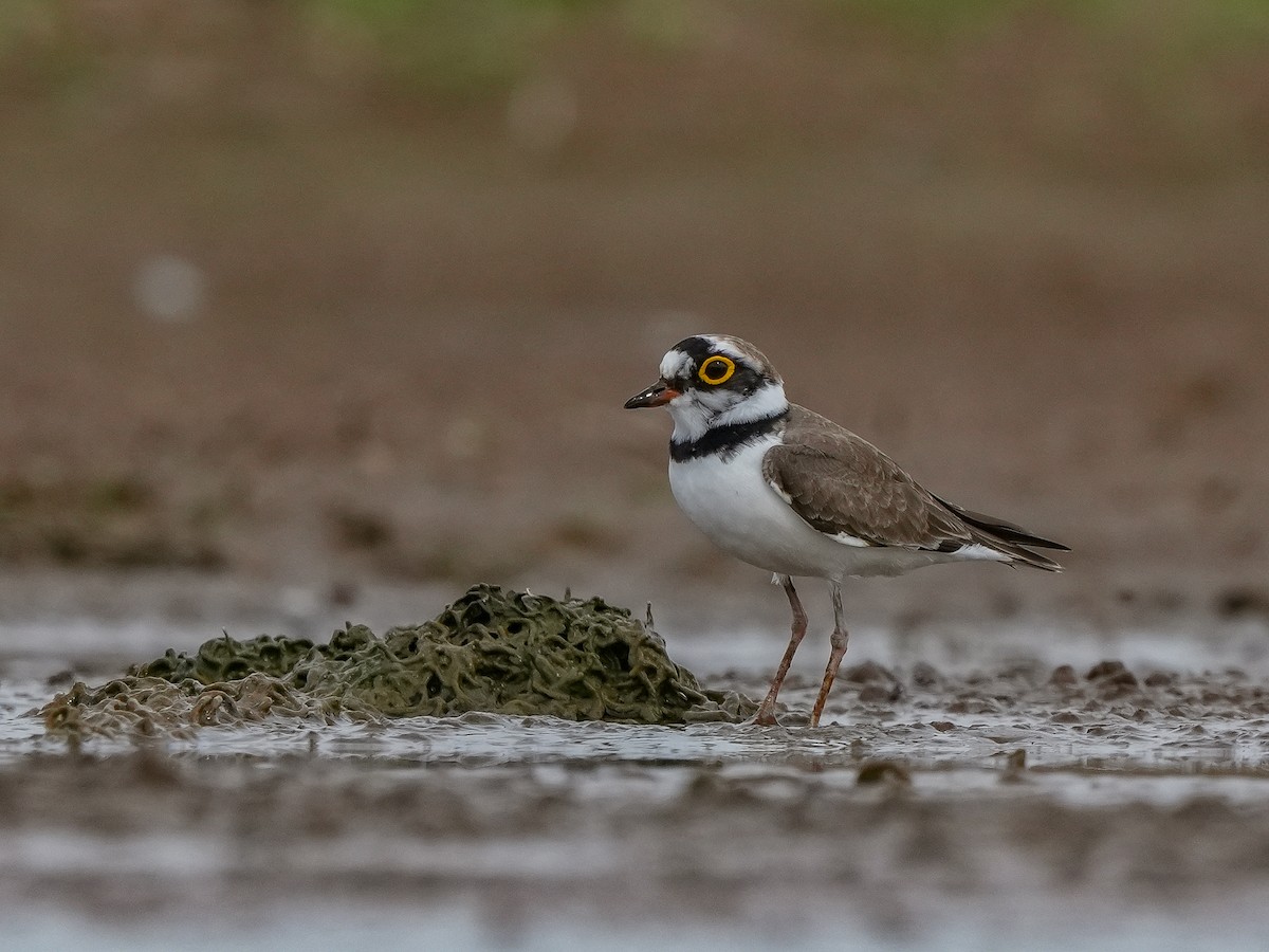 Little Ringed Plover - ML642729342