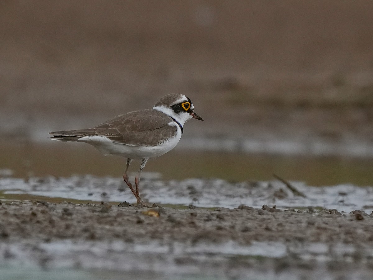 Little Ringed Plover - ML642729343