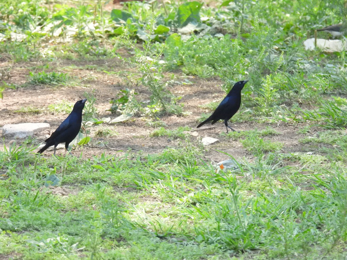 Shiny Cowbird - ML642729344