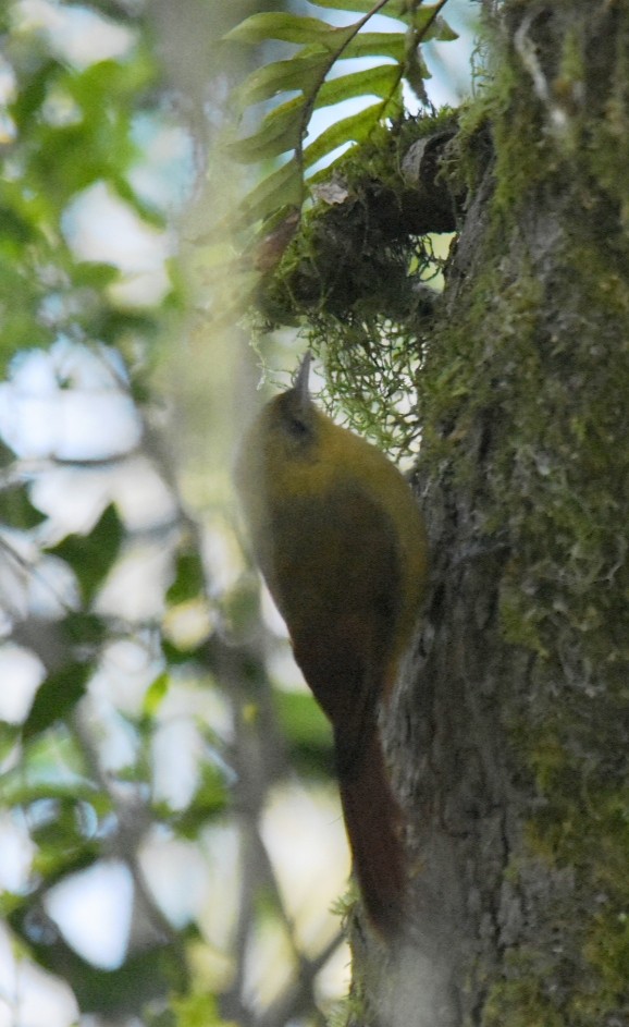 Olivaceous Woodcreeper - ML642729351