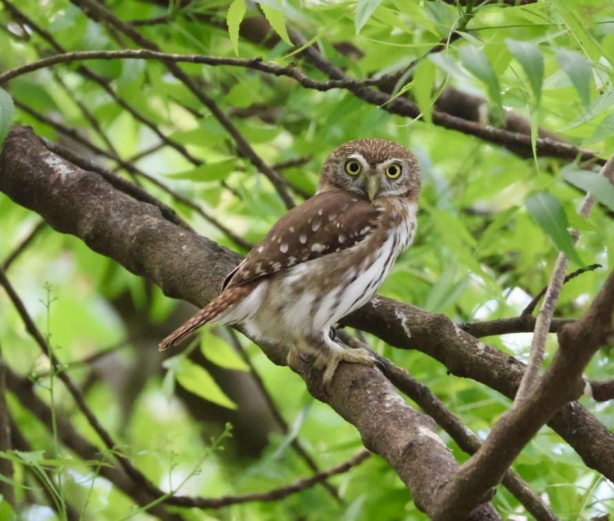 Ferruginous Pygmy-Owl - ML642729352