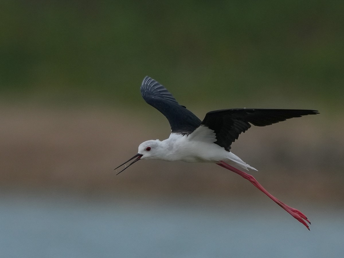 Black-winged Stilt - ML642729356