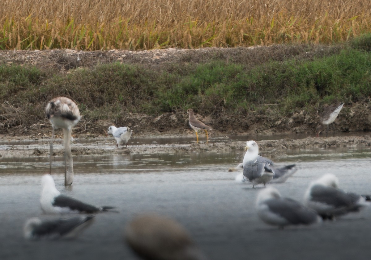 White-tailed Lapwing - ML642729359