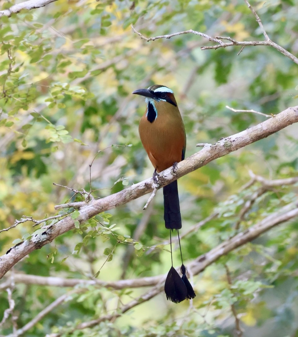 Turquoise-browed Motmot - ML642729362