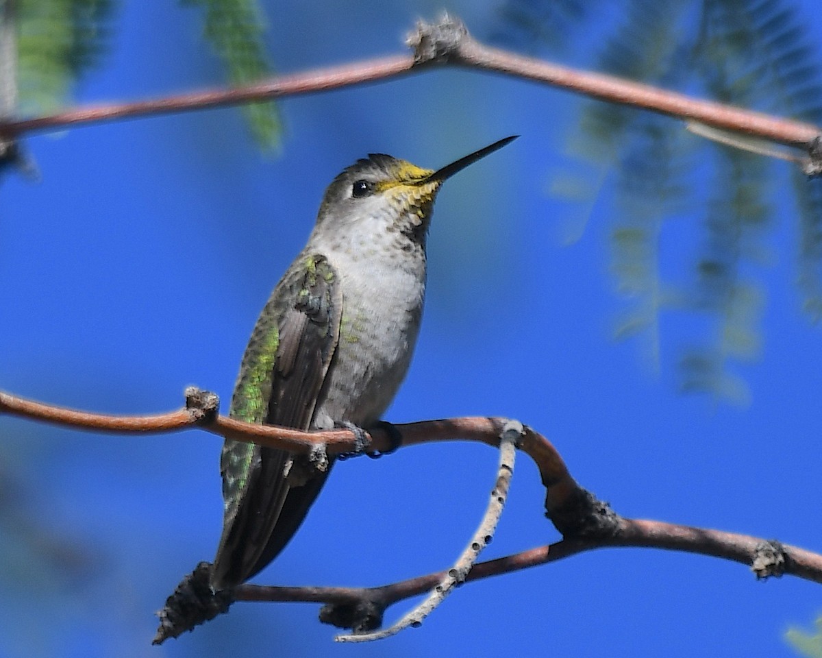 Anna's Hummingbird - ML642729369