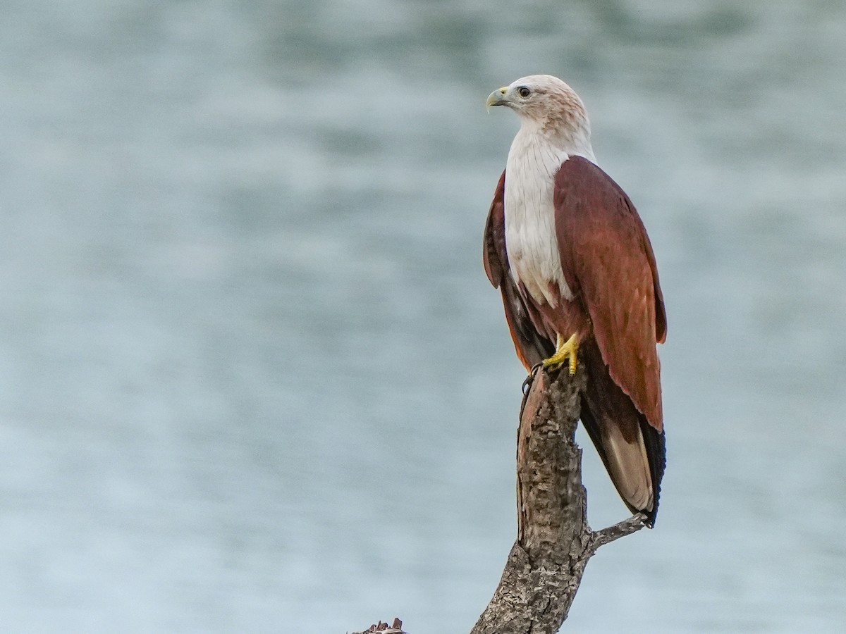 Brahminy Kite - ML642729370